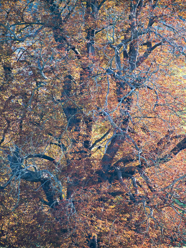 29th September Autumn Bronze - SEPTEMBER