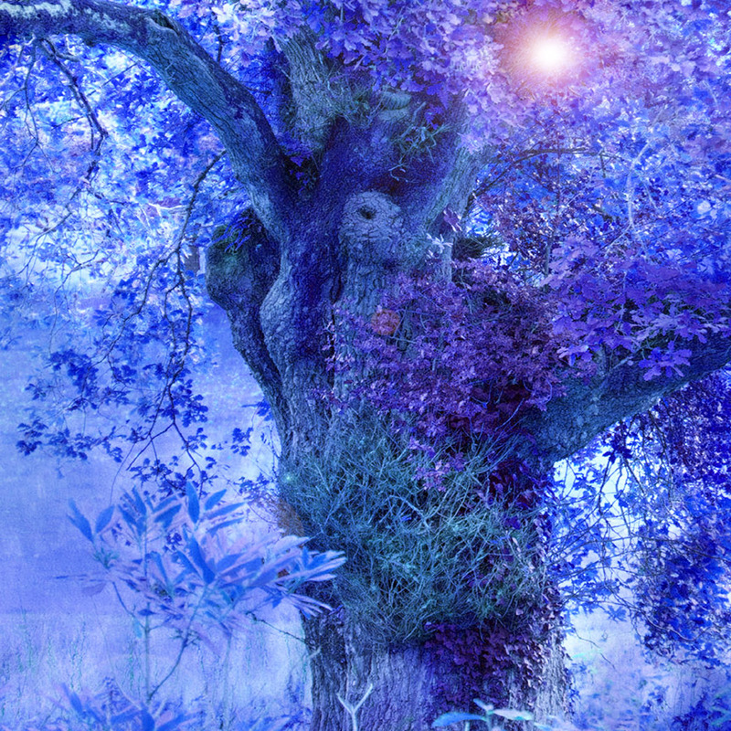 Protector - TREES & WOODLAND