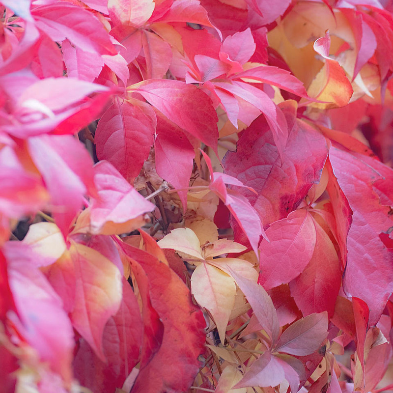 10th Oct Virginia Creeper - OCTOBER