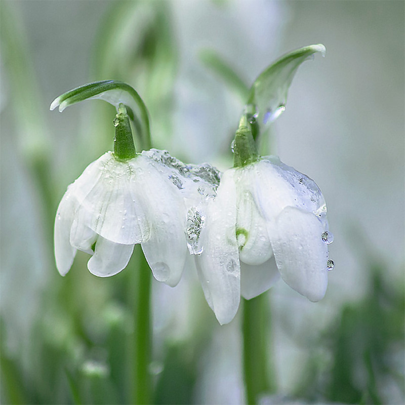 Snow Melt - FLOWERS