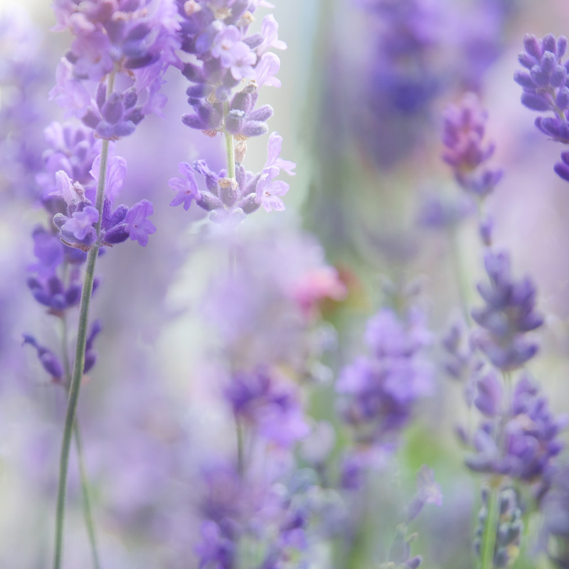 Lavender - IMPRESSIONS