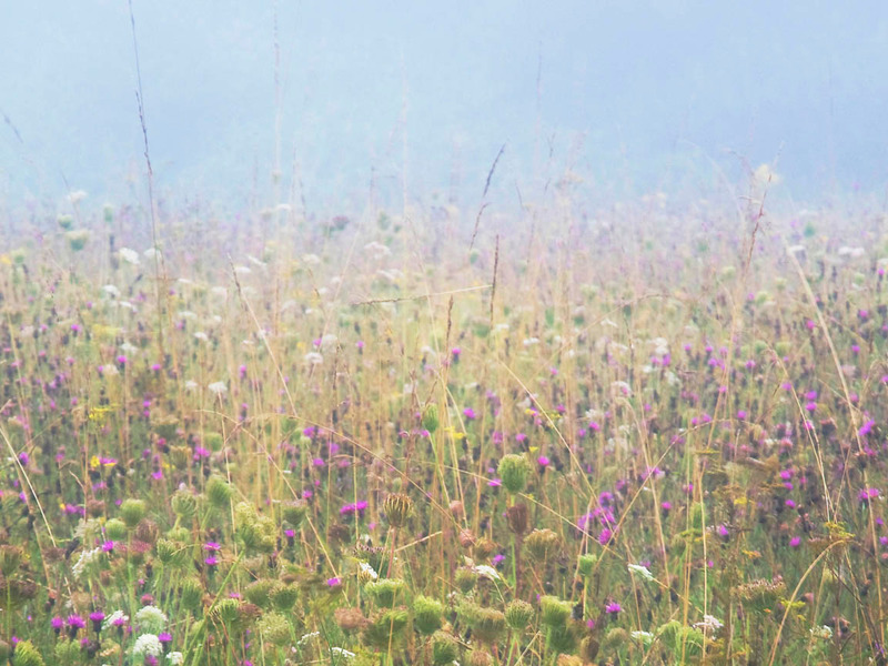 Misty Meadow - FLOWERS
