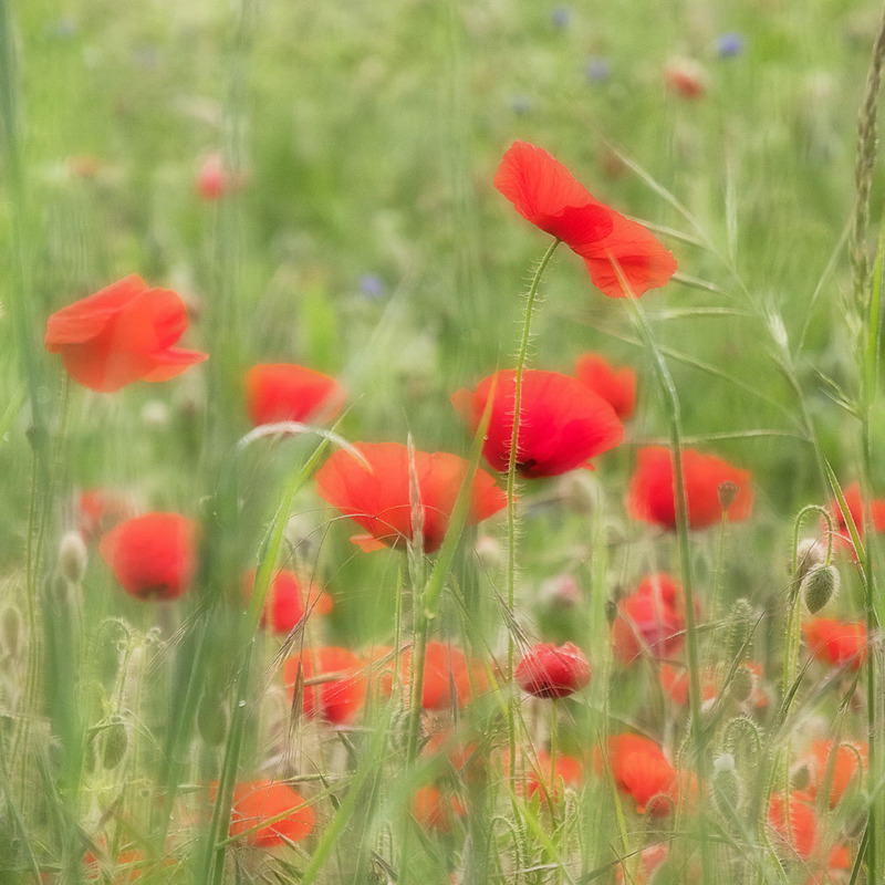 Summer Dreams - FLOWERS