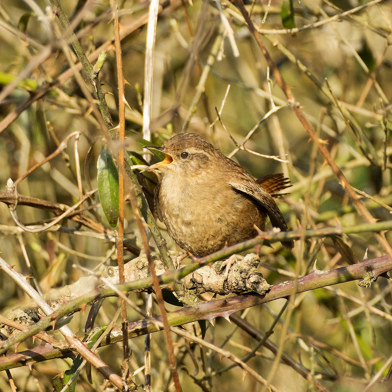 4th March Wren - MARCH