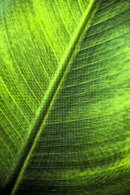 17th July Banana Leaf - JULY