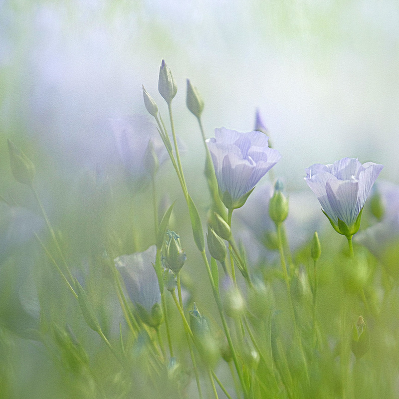 Summer Blue - FLOWERS