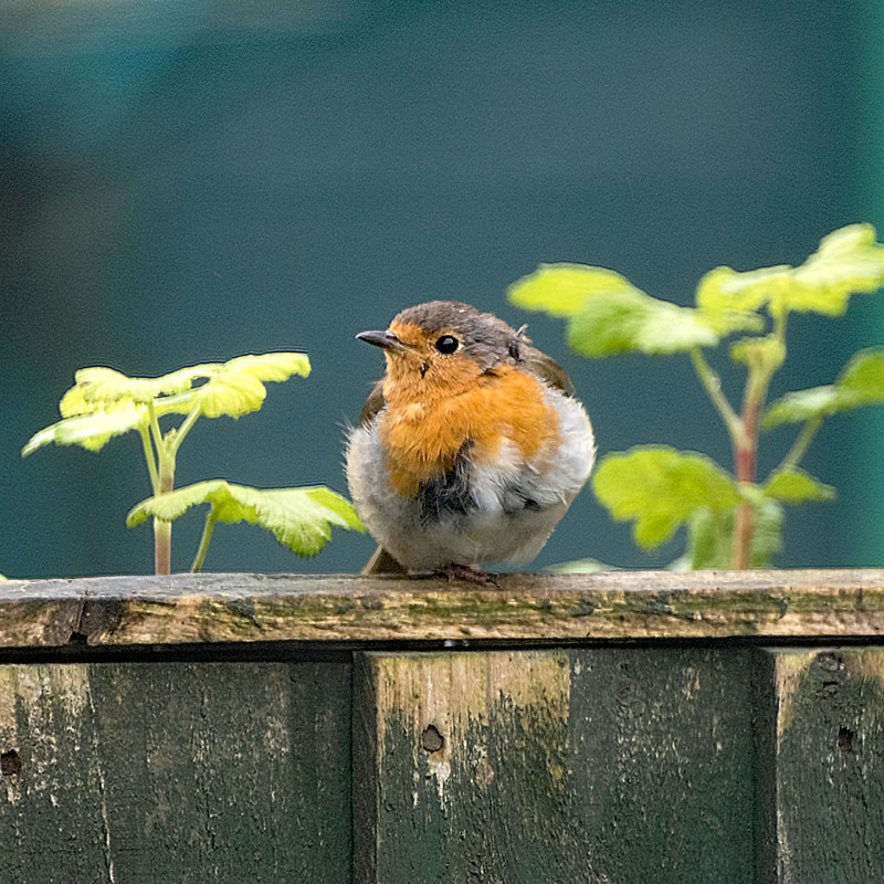 18th Sept Windswept Robin - SEPTEMBER