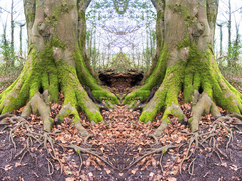 12th February Roots - FEBRUARY