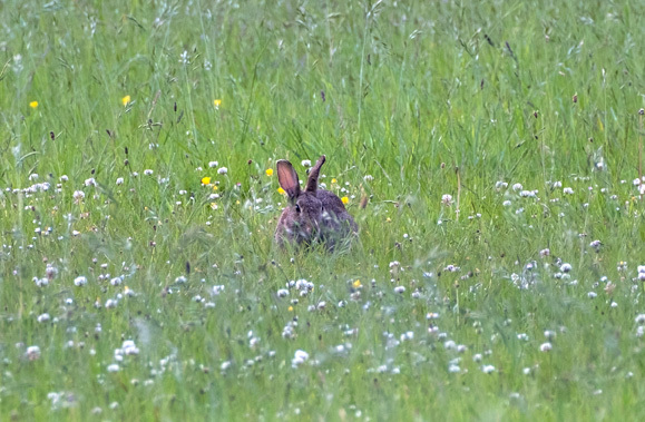 22nd May Bunny in Clover - MAY