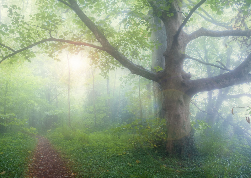 Spirit of the Forest - TREES & WOODLAND