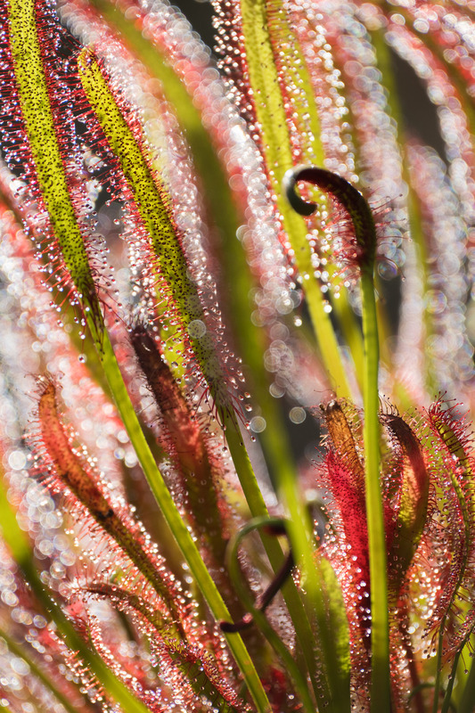 10th May Sundew - MAY