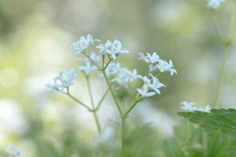 Sweet Woodruff - FLOWERS