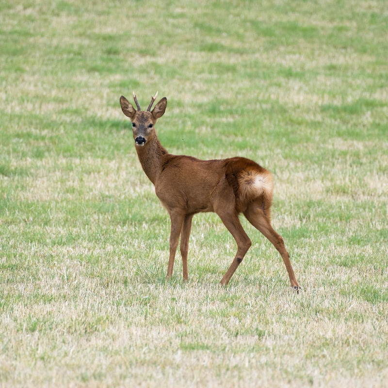 27th July Roe Buck - JULY