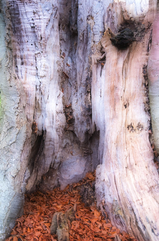 4th January Dragon Tree - JANUARY