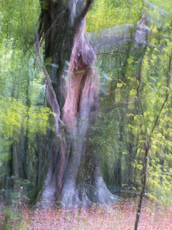 27th Sept Beech  - SEPTEMBER