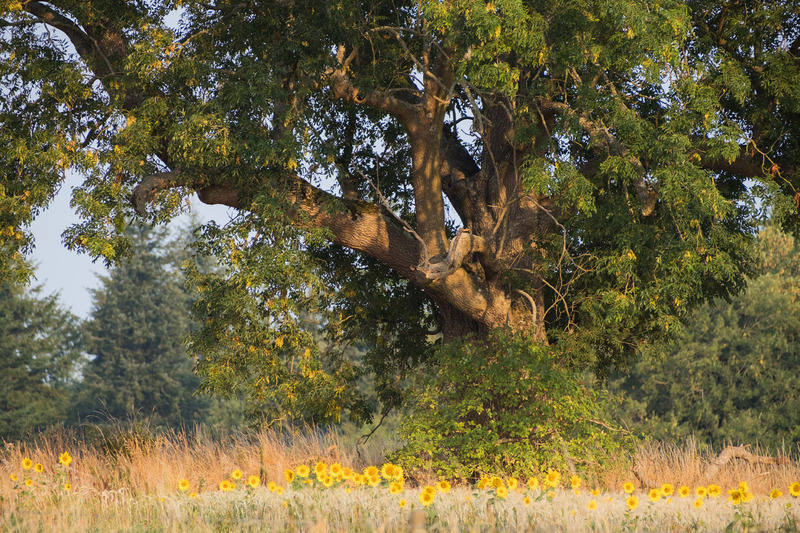 17th August Oak  Sunflowers - AUGUST