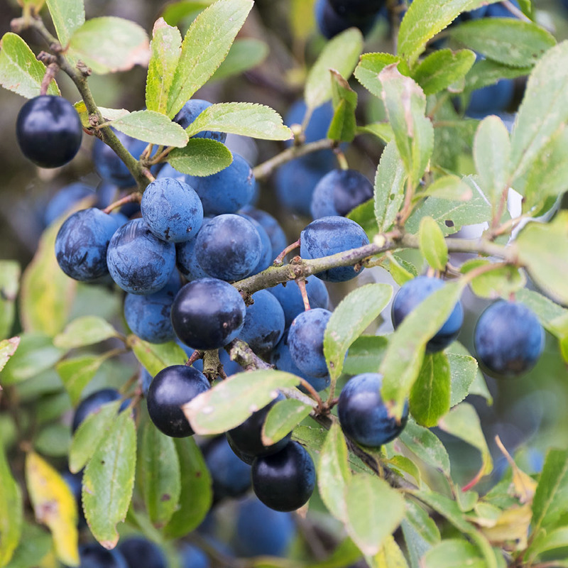 26th Sept Sloes - SEPTEMBER
