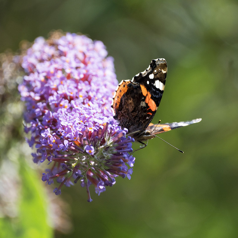 6th July Red Admiral - JULY