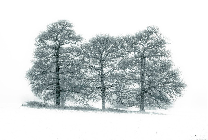 Winter Oaks - TREES & WOODLAND