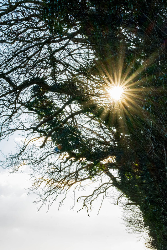 28th February Sunburst - FEBRUARY