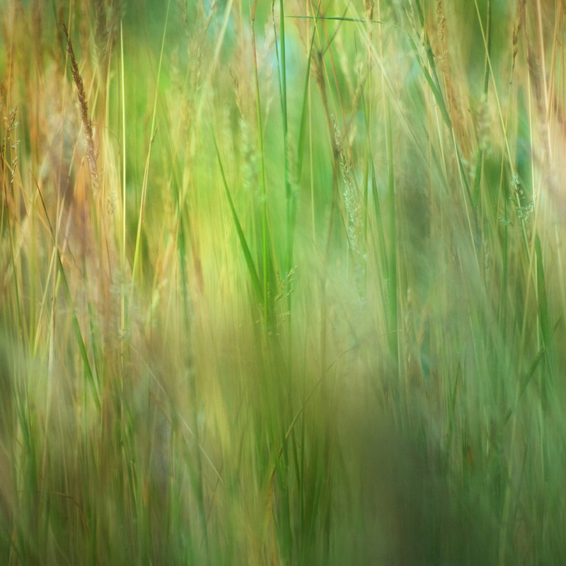 3rd July Summer Grasses - JULY