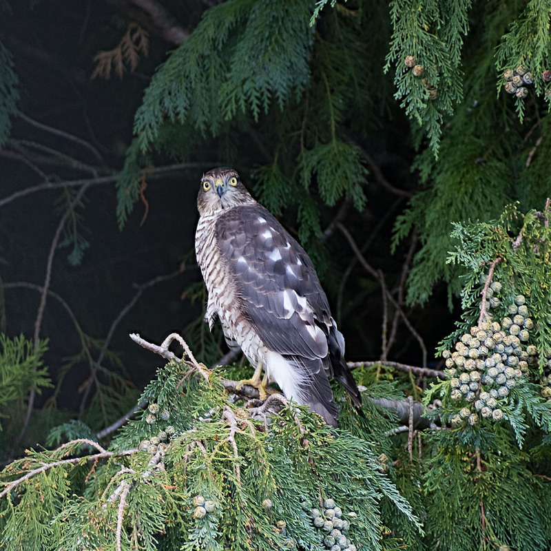 11th Sept Female Sparrowhawk - SEPTEMBER