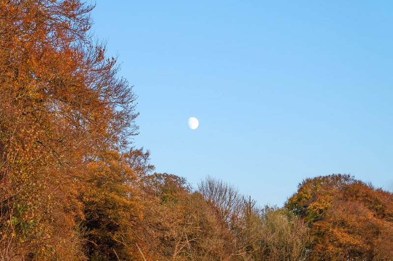 2nd Nov Moon over The Clump - NOVEMBER