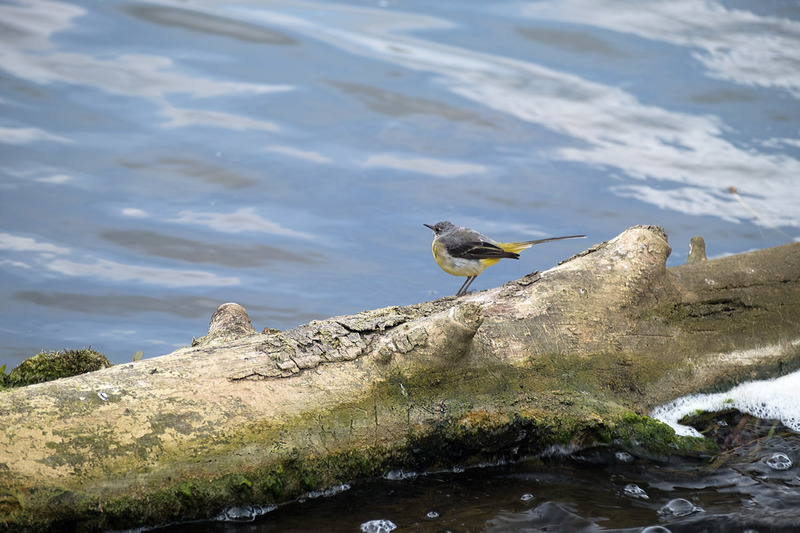 21st July Grey Wagtail - JULY