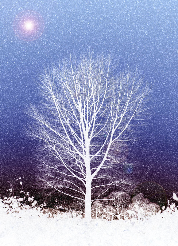 Black Poplar Moon - TREES & WOODLAND