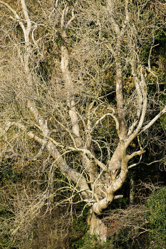 18th Nov Woodland Giant - NOVEMBER