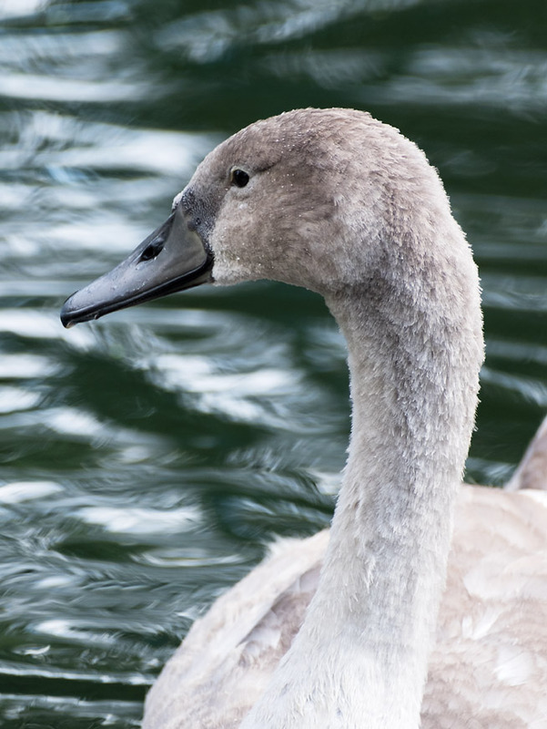 1st August Cygnet - AUGUST
