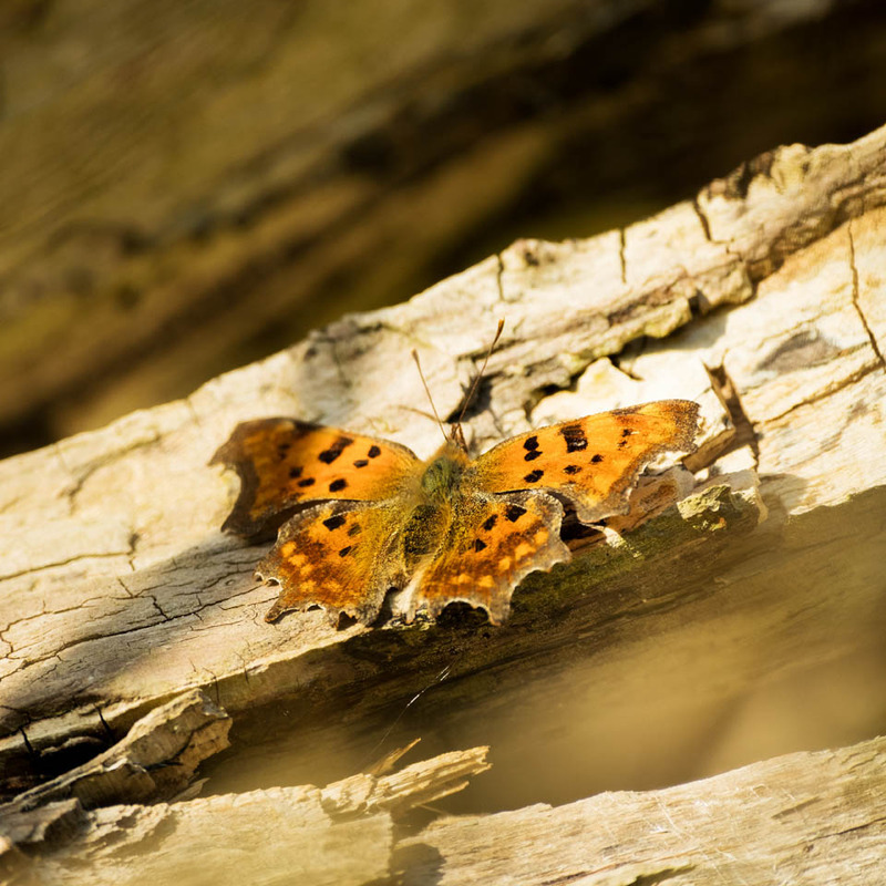 25th March Comma - MARCH