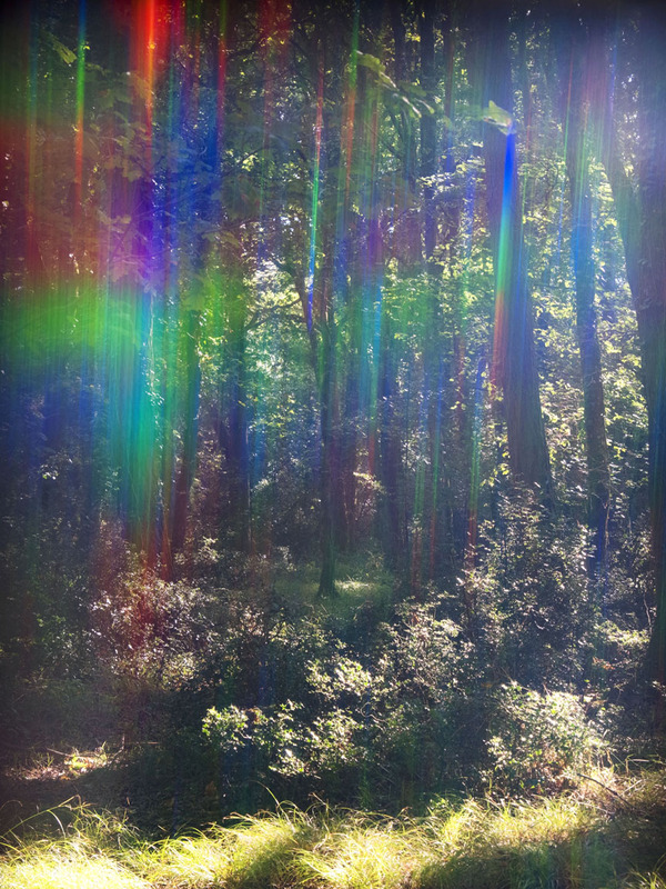 8th Sept Magical Glade - SEPTEMBER