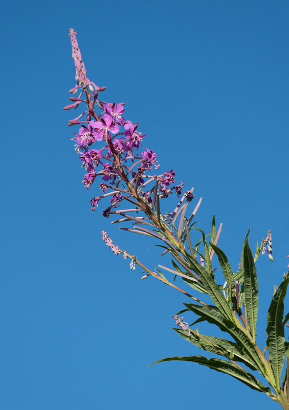 10th July Rosebay Willowherb - JULY