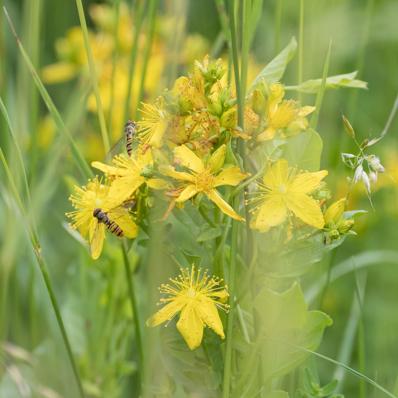 22nd June St Johns Wort - JUNE