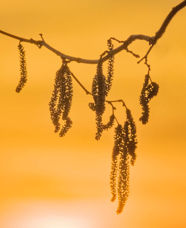 1st March Sunset Catkins - MARCH