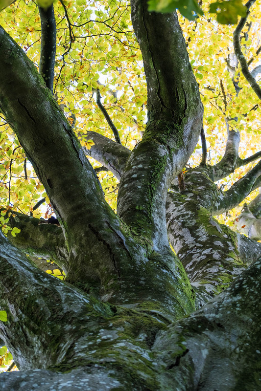 1st Nov Beech Heights - NOVEMBER