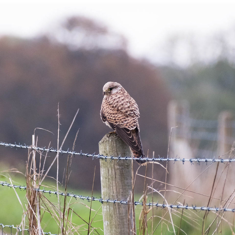 29th Oct Kestrel - OCTOBER