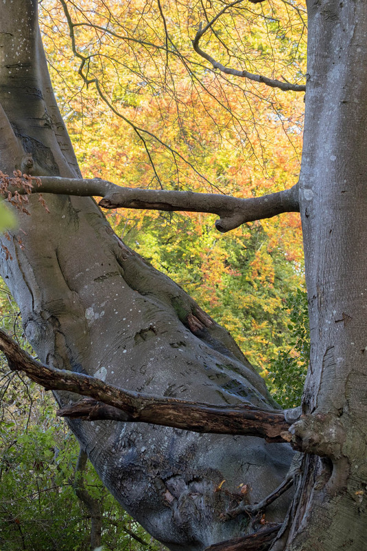 26th October Autumn Beech - OCTOBER