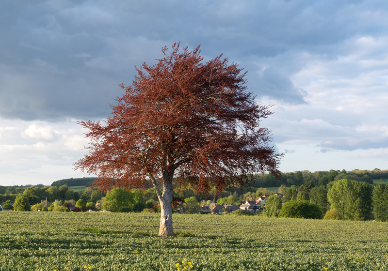 5th May Copper Beech - MAY