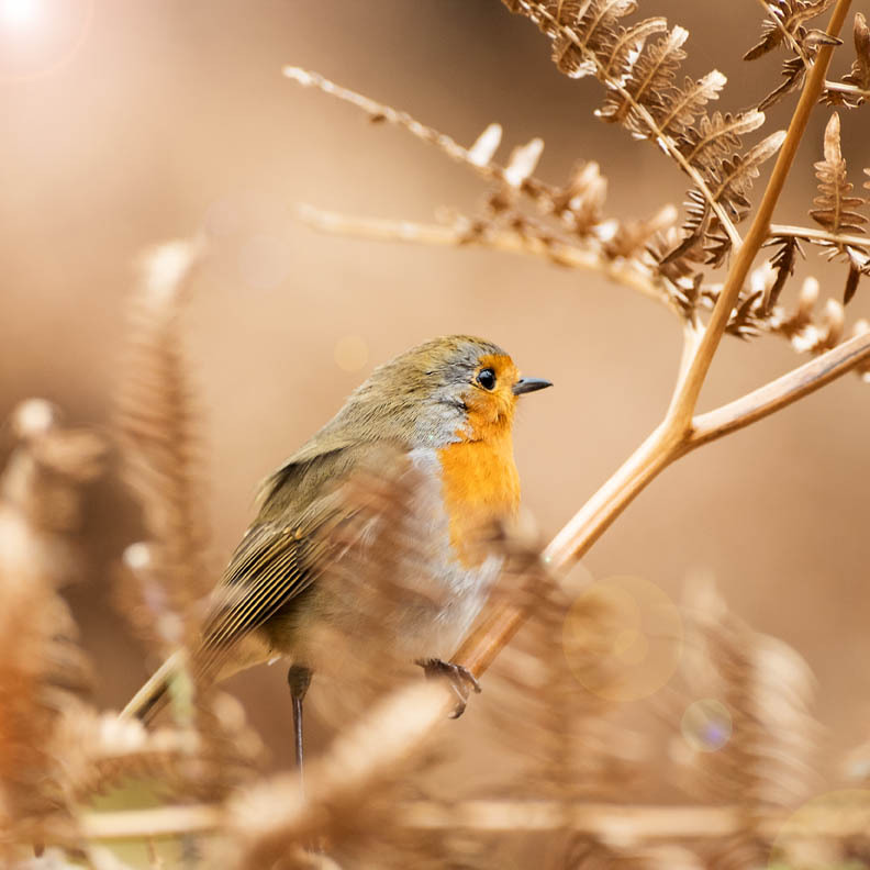 Autumn Robin - NATURE