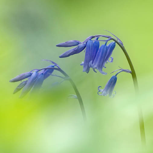 Beauty in Blue - FLOWERS
