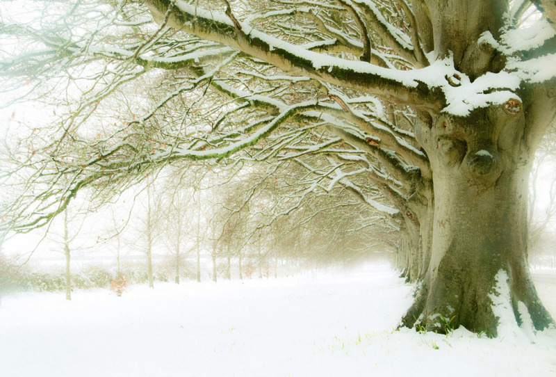 Winter Beeches - TREES & WOODLAND