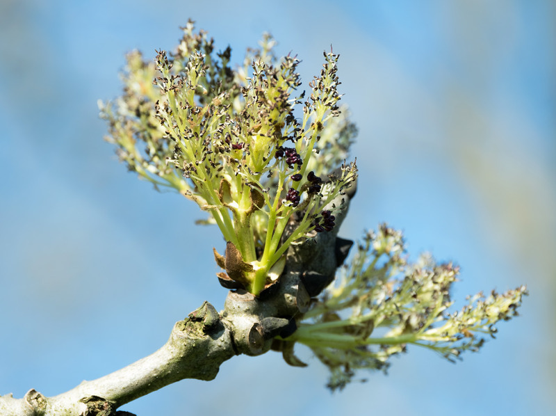 7th April Ash Blossom - APRIL