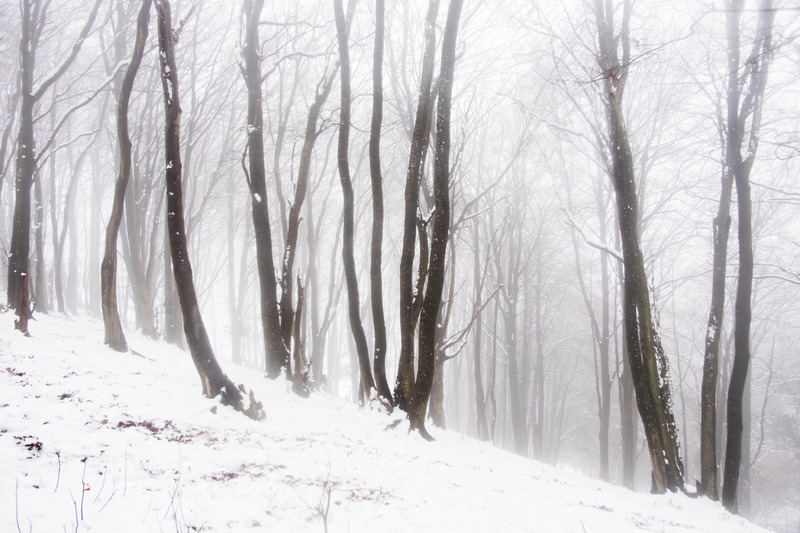 Luminosity - TREES & WOODLAND