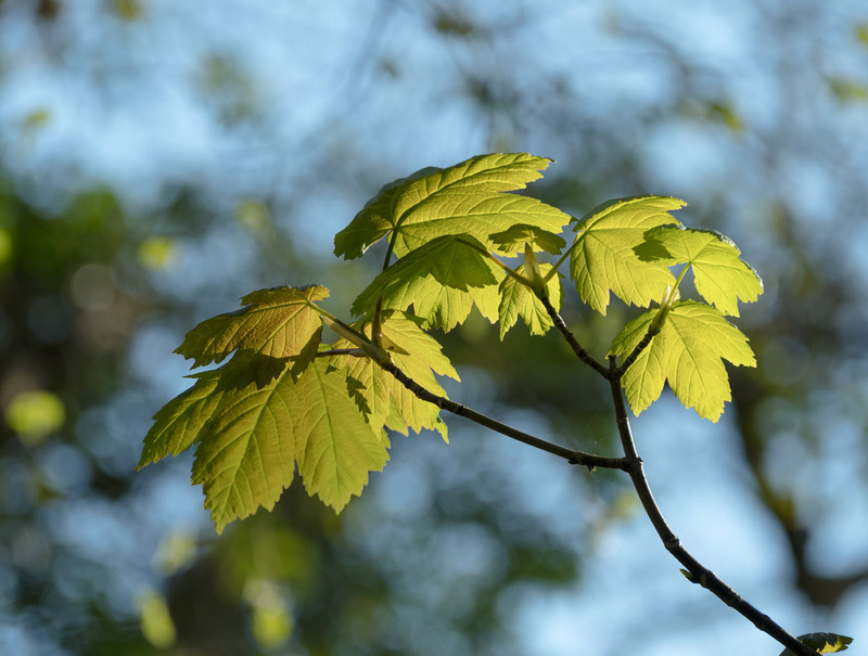 1st April Sycamore - APRIL