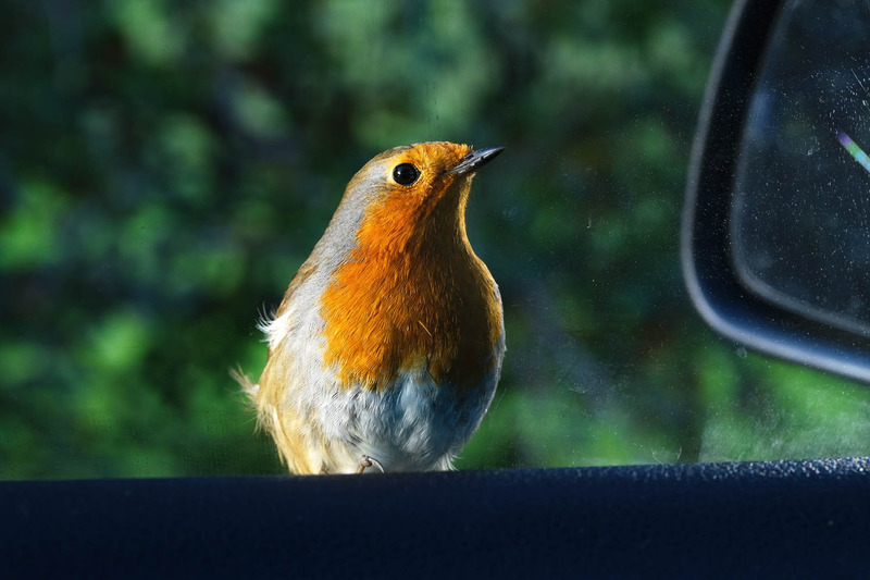 23rd Nov Curious Robin - NOVEMBER