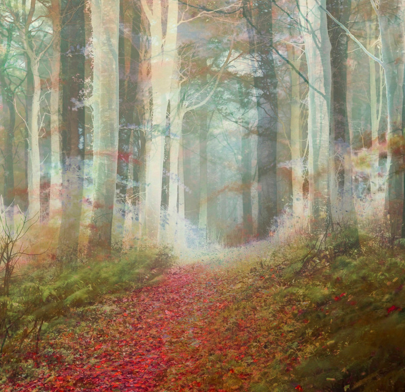 Enchanted Forest - TREES & WOODLAND