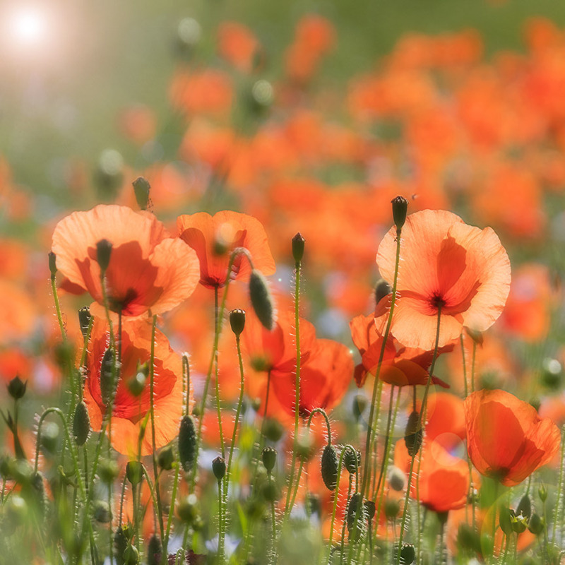 Poppy Light - FLOWERS
