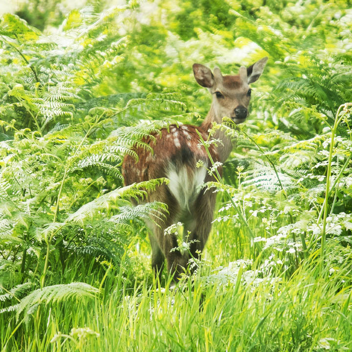 Curiosity - NATURE